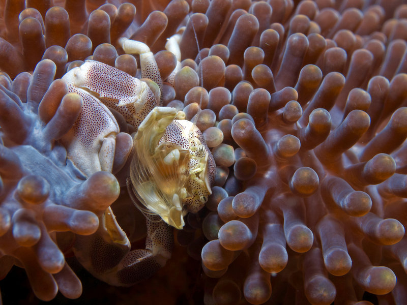 Porcelain Crab, Monkey Beach